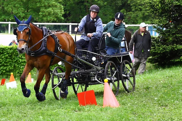 Fahrpferdeturnier — Stockfoto