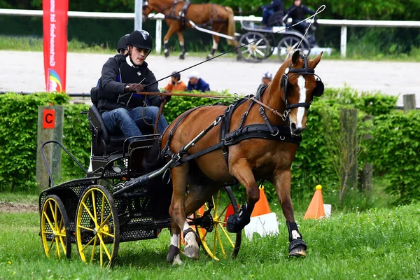 Driving horses tournament — Stock Photo, Image