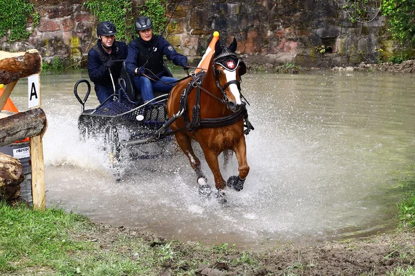 Tournoi de chevaux de conduite — Photo