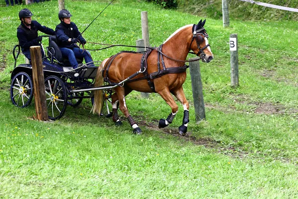 運転の馬トーナメント — ストック写真