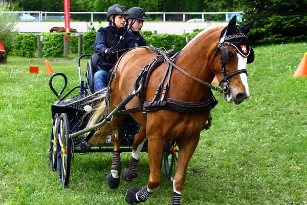 Tournoi de chevaux de conduite — Photo