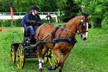 atları turnuva sürüş