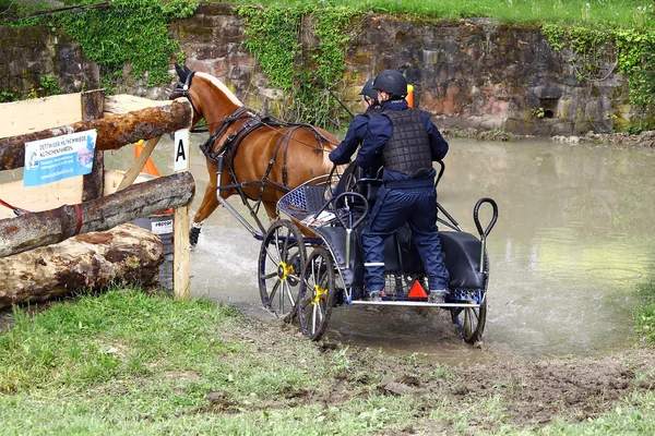 Fahrpferdeturnier — Stockfoto