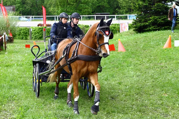 Fahrpferdeturnier — Stockfoto