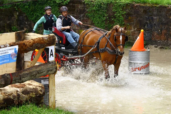 Tournoi de chevaux de conduite — Photo