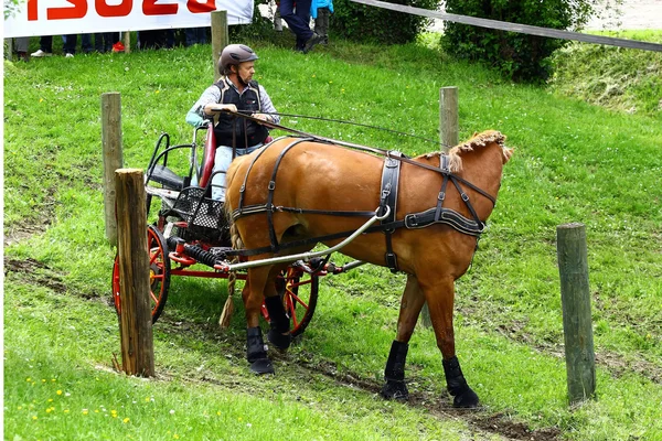 Driving horses tournament — Stock Photo, Image