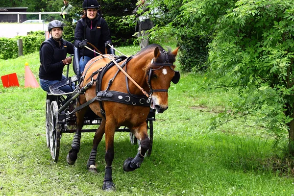 Fahrpferdeturnier — Stockfoto