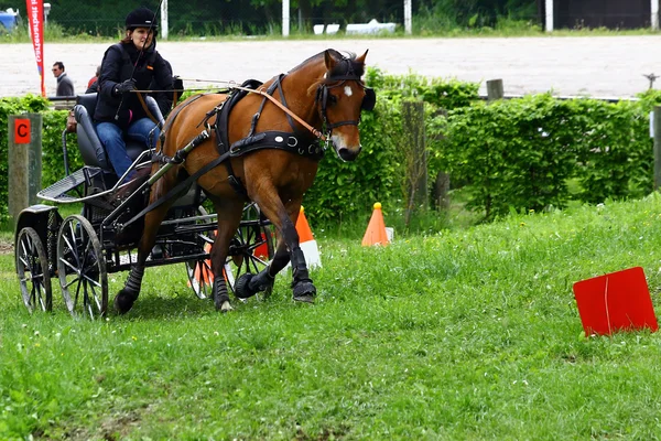 Conducir caballos torneo —  Fotos de Stock