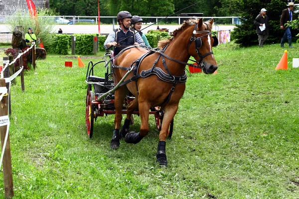 Vezetői, lovakat verseny — Stock Fotó