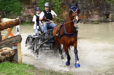 atları turnuva sürüş