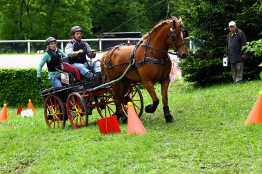 atları turnuva sürüş