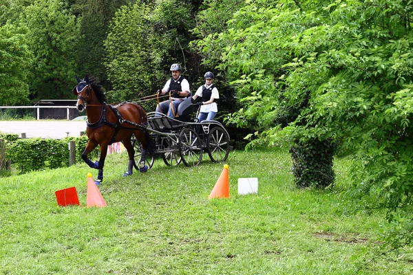 Conducir caballos torneo —  Fotos de Stock