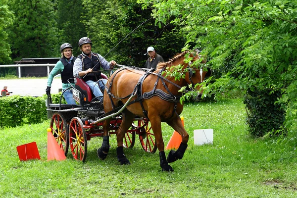 Fahrpferdeturnier — Stockfoto