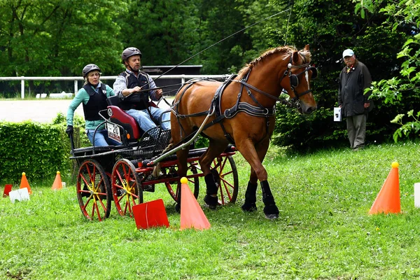 Fahrpferdeturnier — Stockfoto