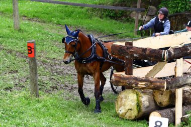 atları turnuva sürüş