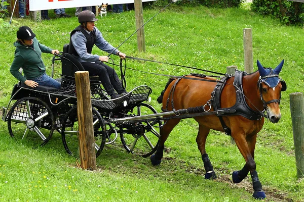 Torneio de cavalos de condução — Fotografia de Stock