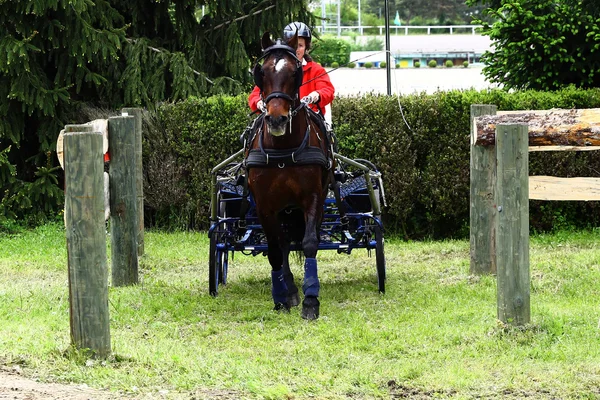 運転の馬トーナメント — ストック写真
