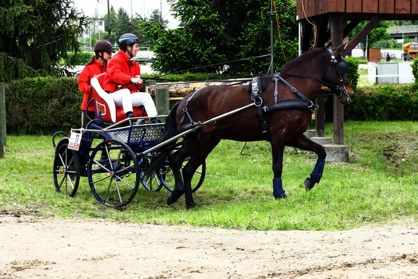 Conducir caballos torneo — Foto de Stock