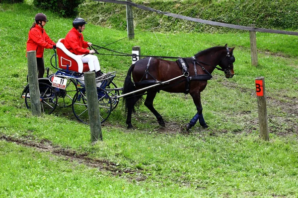 Driving horses tournament — Stock Photo, Image