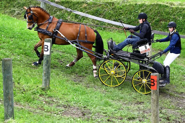 Vezetői, lovakat verseny — Stock Fotó