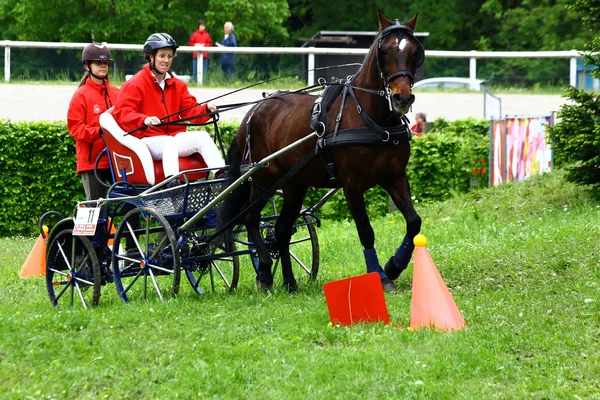 Driving horses tournament — Stock Photo, Image