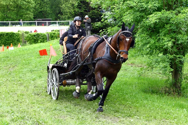 Fahrpferdeturnier — Stockfoto