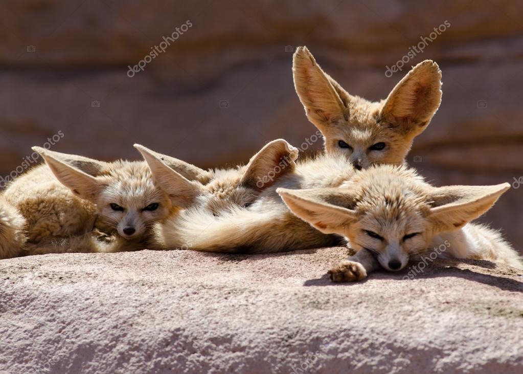 855 Fennec Stock Photos Images Download Fennec Pictures On Depositphotos 855 Fennec Stock Photos Images Download Fennec Pictures On Depositphotos