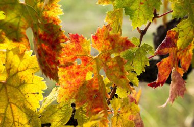 Açık yeşil arka planda turuncu sonbahar üzüm yaprakları 