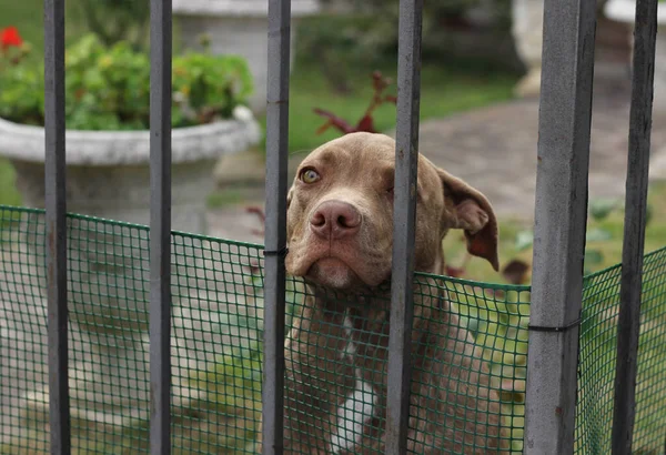 Staffordshire köpeği çitin arkasından insanlara bakıyor. 