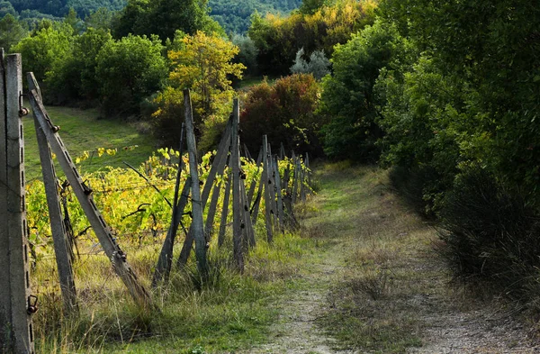 Paisaje Toscano Con Exuberante Naturaleza —  Fotos de Stock