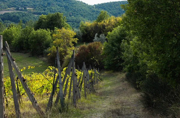 Podzimní Toskánská Krajina Svěží Přírodou — Stock fotografie