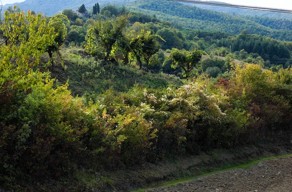 Autumn Tuscany Landscape Lush Nature — Stock Photo, Image