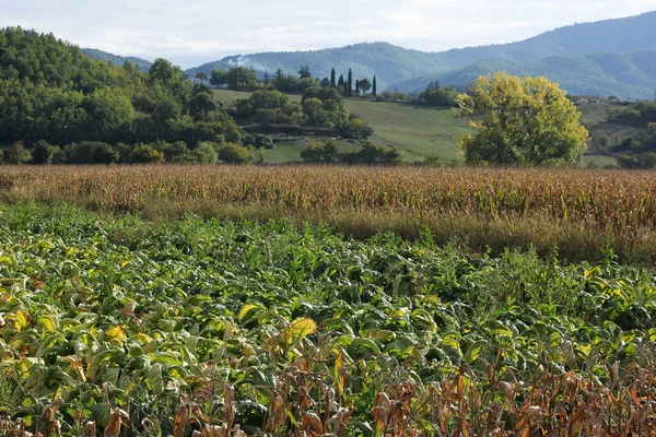 Tuscany Táj Buja Természettel — Stock Fotó