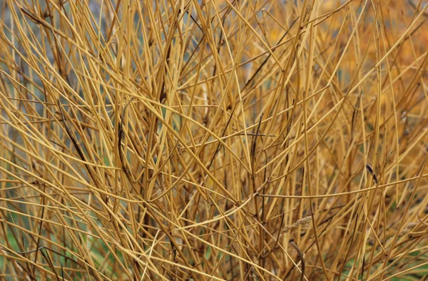 Achtergrond Van Herfst Droog Oranje Gras — Stockfoto