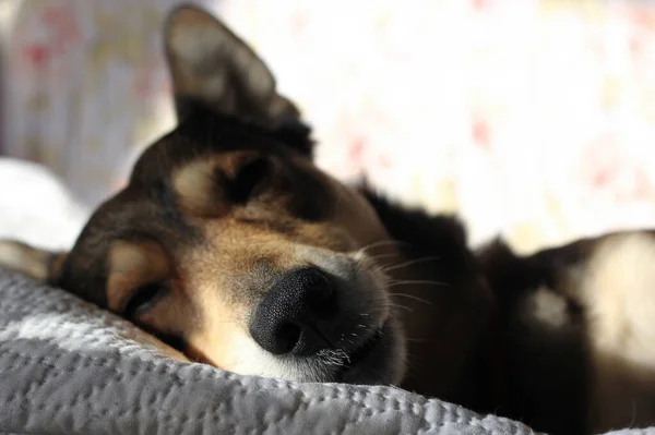 Porträt Eines Braun Beigen Hundes Mit Traurigen Augen Auf Seinen — Stockfoto