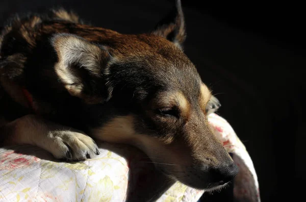 Retrato Cão Bege Marrom Com Olhos Tristes Deitado Suas Patas — Fotografia de Stock