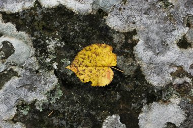 Asırlık yosun ve mantarlarla kaplı taş duvar.