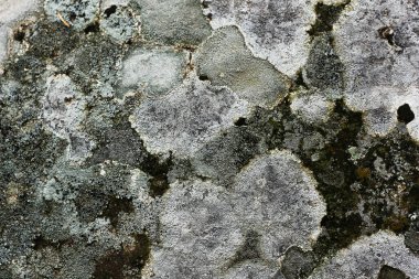 Asırlık yosun ve mantarlarla kaplı taş duvar.