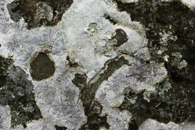 Asırlık yosun ve mantarlarla kaplı taş duvar.