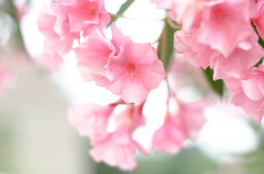 Pembe narin çiçekler, bulanık bir arka planda 