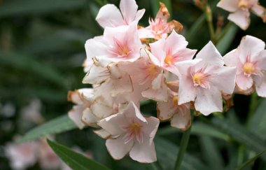 Pembe narin çiçekler, bulanık bir arka planda 