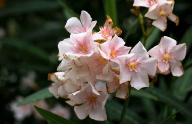 Pembe narin çiçekler, bulanık bir arka planda 