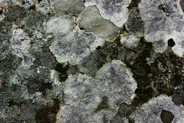 Stenmur Täckt Med Hundraårig Mossa Och Svamp — Stockfoto