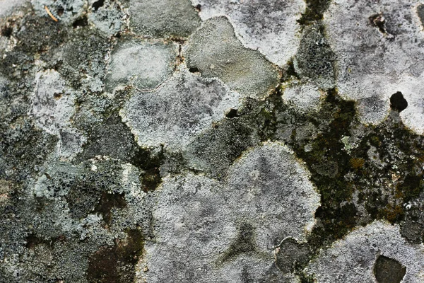Steinmauer Mit Jahrhundertealtem Moos Und Pilz Bedeckt — Stockfoto