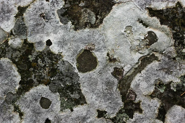 Steinmauer Mit Jahrhundertealtem Moos Und Pilz Bedeckt — Stockfoto