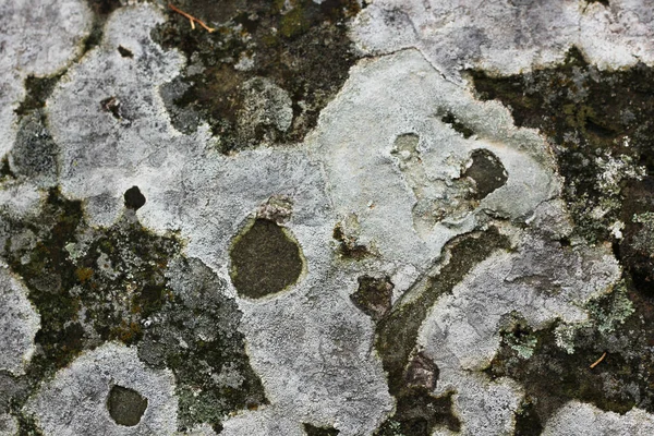Asırlık Yosun Mantarlarla Kaplı Taş Duvar — Stok fotoğraf