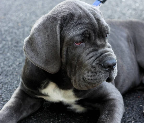 Grey mastiff Stock Photos Royalty Free Grey mastiff Images