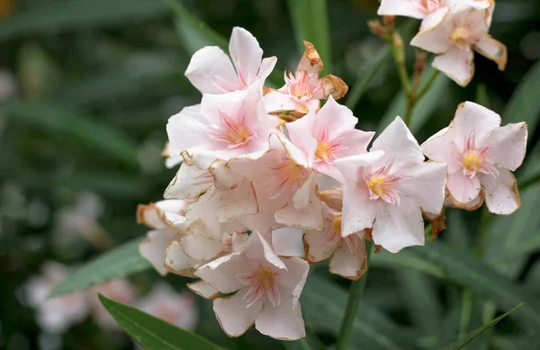 Pembe narin çiçekler, bulanık bir arka planda 