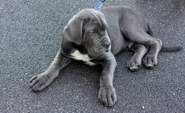Gri mastino neapolitano köpek yavrusu asfaltta yatıyor. 