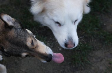 İki köpek birbiriyle oynuyor. 